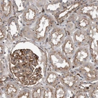 Immunohistochemical staining of human kidney shows moderate to strong membranous positivity in cells in tubules and glomeruli.