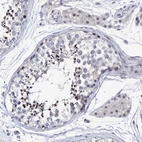 Anti-NUFIP1 Antibody