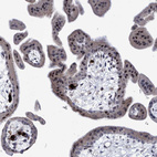 Immunohistochemical staining of human placenta shows strong nuclear positivity in trophoblastic cells.