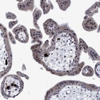 Immunohistochemical staining of human placenta shows strong nuclear positivity in trophoblastic cells.