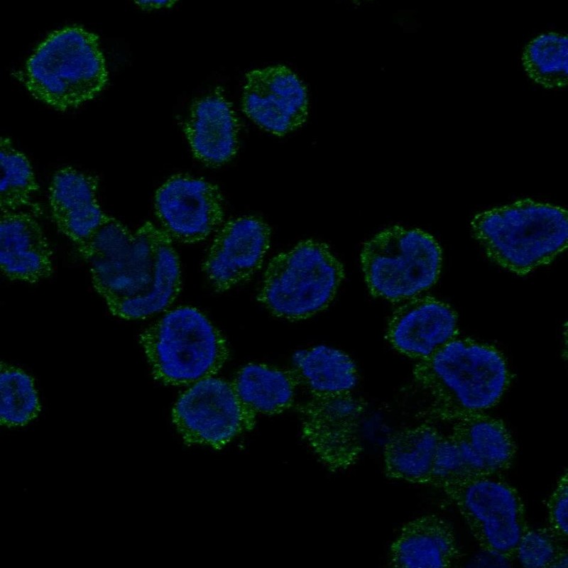 Anti-REPS1 Antibody