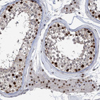 Immunohistochemical staining of human testis shows strong nuclear positivity in cells in seminiferous ducts and Leydig cells.