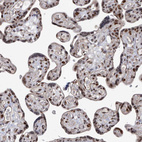 Immunohistochemical staining of human placenta shows strong nuclear and nucleolar positivity in trophoblastic cells.