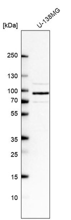 Western blot analysis in human cell line U-138MG.