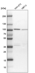 Western blot analysis in mouse cell line NIH-3T3 and rat cell line NBT-II.