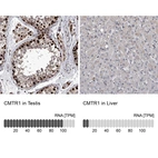 Anti-CMTR1 Antibody