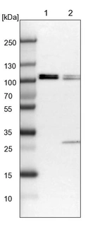 Lane 1: NIH-3T3 cell lysate (Mouse embryonic fibroblast cells)_br/_Lane 2: NBT-II cell lysate (Rat Wistar bladder tumour cells)