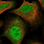 Immunofluorescent staining of human cell line U-2 OS shows localization to nucleoplasm & cytosol.