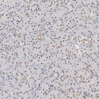 Immunohistochemical staining of human pancreas shows weak to moderate nuclear positivity in exocrine glandular cells.
