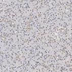 Immunohistochemical staining of human pancreas shows weak to moderate nuclear positivity in exocrine glandular cells.