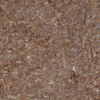 Immunohistochemical staining of human tonsil shows moderate cytoplasmic positivity in non-germinal center cells.