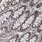 Anti-USP48 Antibody