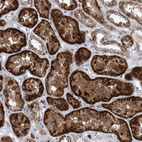 Immunohistochemical staining of human kidney shows strong granular cytoplasmic positivity in cells in tubules.