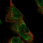 Immunofluorescent staining of human cell line U-251 MG shows localization to nucleoplasm & mitochondria.