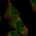 Immunofluorescent staining of human cell line U-251 MG shows localization to nucleoplasm & mitochondria.