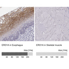 Anti-ERO1A Antibody