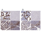 Immunohistochemical staining of human placenta, skeletal muscle, small intestine and squamous epithelia using Anti-ERO1A antibody HPA030053 (A) shows similar protein distribution across tissues to independent antibody HPA026653 (B).