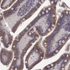 Immunohistochemical staining of human small intestine shows moderate granular cytoplasmic positivity in glandular cells.