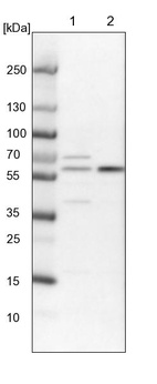Lane 1: NIH-3T3 cell lysate (Mouse embryonic fibroblast cells)_br/_Lane 2: NBT-II cell lysate (Rat Wistar bladder tumour cells)
