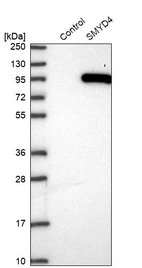 Western blot analysis in control (vector only transfected HEK293T lysate) and SMYD4 over-expression lysate (Co-expressed with a C-terminal myc-DDK tag (~3.1 kDa) in mammalian HEK293T cells, LY409386).