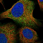 Immunofluorescent staining of human cell line U-2 OS shows localization to vesicles.