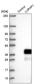 Western blot analysis in control (vector only transfected HEK293T lysate) and LURAP1 over-expression lysate (Co-expressed with a C-terminal myc-DDK tag (~3.1 kDa) in mammalian HEK293T cells, LY422980).