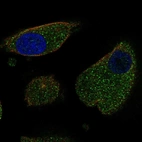 Immunofluorescent staining of human cell line RPTEC TERT1 shows localization to vesicles.