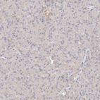 Immunohistochemical staining of human pancreas shows very weak cytoplasmic positivity in exocrine glandular cells.