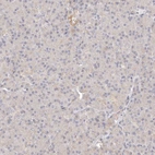 Immunohistochemical staining of human pancreas shows very weak cytoplasmic positivity in exocrine glandular cells.