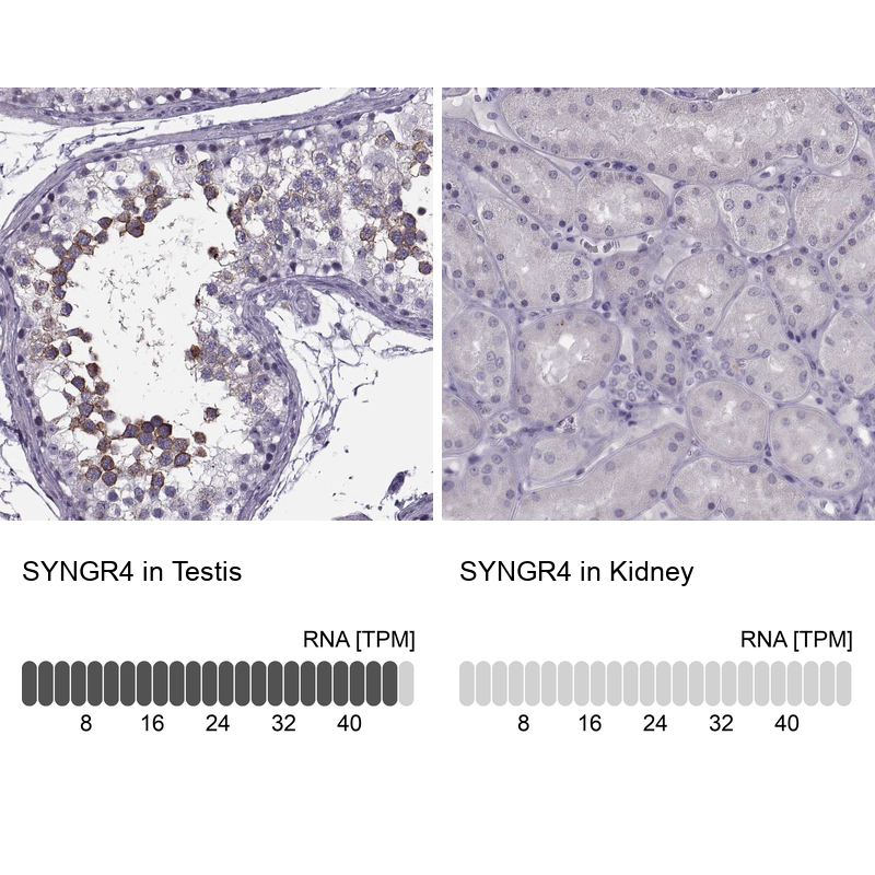 Anti-SYNGR4 Antibody