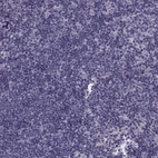 Immunohistochemical staining of human lymph node shows no positivity in non-germinal center cells as expected.