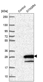 Western blot analysis in control (vector only transfected HEK293T lysate) and SYNGR4 over-expression lysate (Co-expressed with a C-terminal myc-DDK tag (~3.1 kDa) in mammalian HEK293T cells, LY415752).