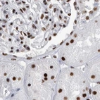 Immunohistochemical staining of human kidney using Anti-SF3A1 antibody HPA030083.