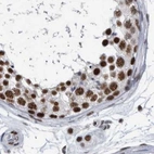 Immunohistochemical staining of human testis using Anti-SF3A1 antibody HPA030083.