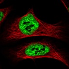 Immunofluorescent staining of human cell line U-2 OS shows localization to nuclear speckles.