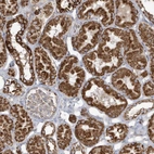 Anti-RAB11FIP3 Antibody