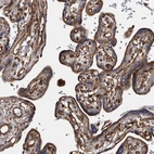 Immunohistochemical staining of human placenta shows moderate to strong cytoplasmic positivity in trophoblastic and endothelial cells.