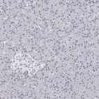 Immunohistochemical staining of human pancreas shows no positivity in exocrine glandular cells as expected.