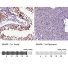 Anti-SPATA17 Antibody