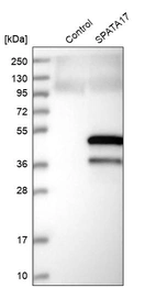 Western blot analysis in control (vector only transfected HEK293T lysate) and SPATA17 over-expression lysate (Co-expressed with a C-terminal myc-DDK tag (~3.1 kDa) in mammalian HEK293T cells, LY408482).