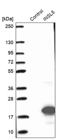 Western blot analysis in control (vector only transfected HEK293T lysate) and INSL5 over-expression lysate (Co-expressed with a C-terminal myc-DDK tag (~3.1 kDa) in mammalian HEK293T cells, LY417280).