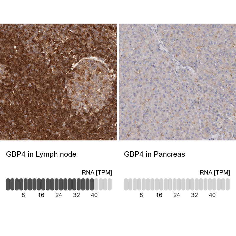 Anti-GBP4 Antibody