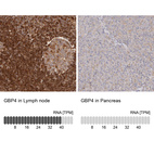 Anti-GBP4 Antibody