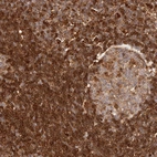 Immunohistochemical staining of human lymph node shows strong membranous positivity in non-germinal center cells.