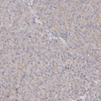 Immunohistochemical staining of human pancreas shows very weak membranous positivity in exocrine glandular cells.