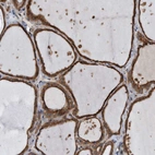 Anti-FAM136A Antibody