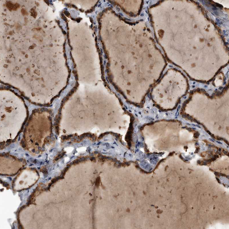 Anti-FAM136A Antibody