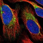 Immunofluorescent staining of human cell line U-2 OS shows localization to mitochondria.
