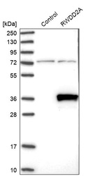 Western blot analysis in control (vector only transfected HEK293T lysate) and RWDD2A over-expression lysate (Co-expressed with a C-terminal myc-DDK tag (~3.1 kDa) in mammalian HEK293T cells, LY409561).
