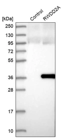 Western blot analysis in control (vector only transfected HEK293T lysate) and RWDD2A over-expression lysate (Co-expressed with a C-terminal myc-DDK tag (~3.1 kDa) in mammalian HEK293T cells, LY409561).